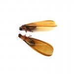 Edible Winged Flying Termites