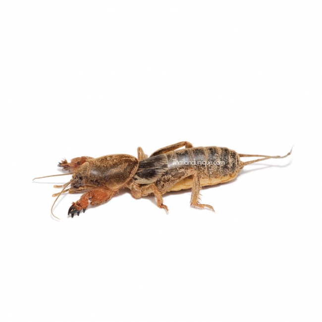 Edible Mole Crickets Gryllotalpidae