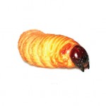Edible Sago Worm Larvae