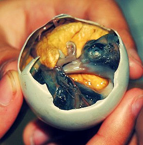 Fertilized Duck Embryo – Balut