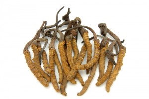 Cordyceps or caterpillar fungus