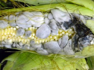 Corn Fungus or Corn smut