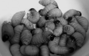 edible sago worm larvae