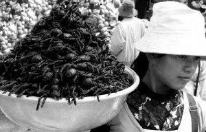 Fried Edible Spiders Cambodia