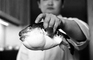 Fugu edible puffer fish