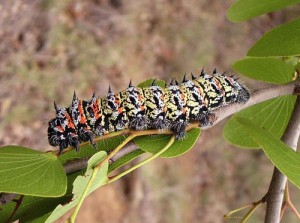 Mopane Worms