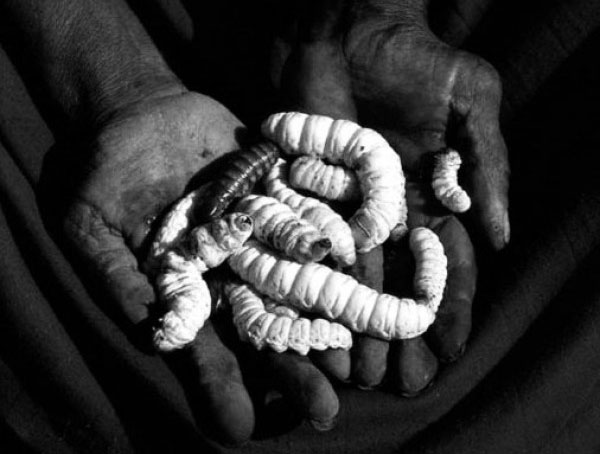 The Witchetty Grub: An Aboriginal Delicacy – Bizarre Food Blog