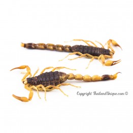 Edible Chinese Armor Tail Scorpions