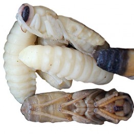 Honey Roasted Giant Hornet Larvae