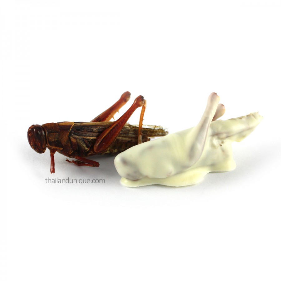 Chocolate Covered Grasshoppers
