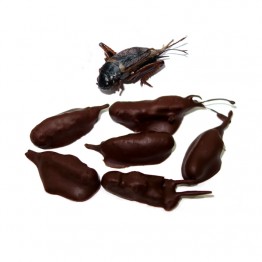 Chocolate Covered Crickets