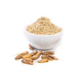 Cricket Powder 100g Acheta Domestica