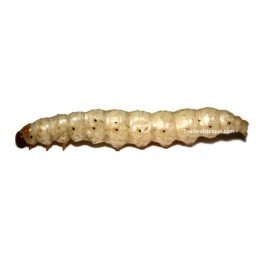 Edible Bamboo Worm Pupae