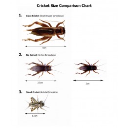 Oven Roasted Giant Crickets