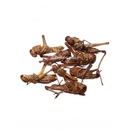 Edible Grasshoppers 15g - Orthoptera Sp