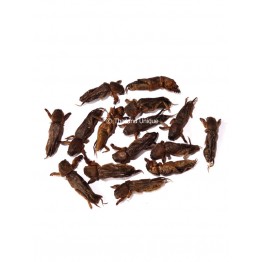 Edible Mole Crickets - Gryllotalpidae