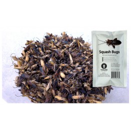 Edible Squash Bugs - Mictis Caja