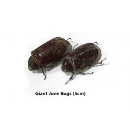 Giant Edible June Bugs