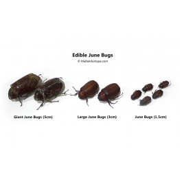 Giant Edible June Bugs