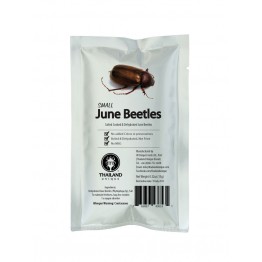 Small Edible June Beetles