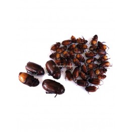 Small Edible June Beetles