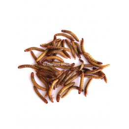 Edible Mealworms - Tenebrio Molitor