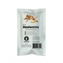 Edible Mealworms - Tenebrio Molitor