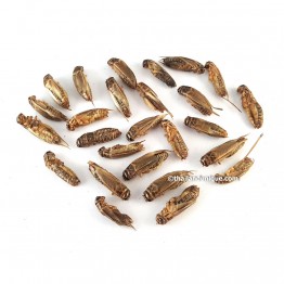 Dehydrated Crickets Acheta Domestica 500g