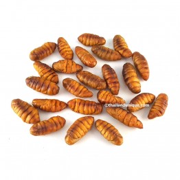 Edible Silkworm Pupae - Bombyx Mori