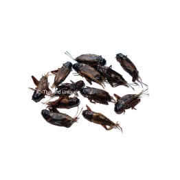 Edible Black Crickets - Gryllus Bimaculatus