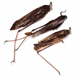 Dehydrated Giant Katydids