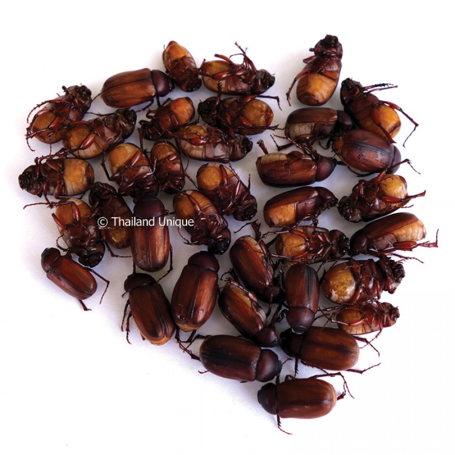 Dehydrated June Beetles