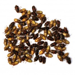 500g Dehydrated Shield Bugs 