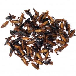 Dehydrated Squash Bugs