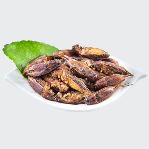 Dehydrated Jamaican Crickets 500g