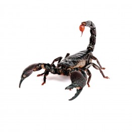 Edible Asian Forest Scorpions