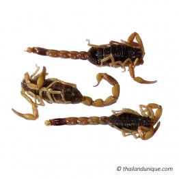 Preserved Scorpions x 25
