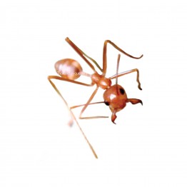 Edible Weaver Ants - Genus Oecophylla
