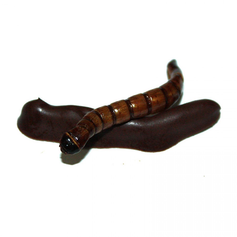 Chocolate Covered Superworms